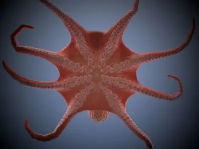 Octopus 3D model 2