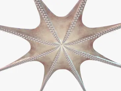 Octopus  purchase 3D model