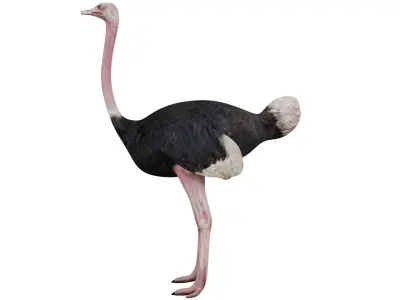 Ostrich 3D model purchase