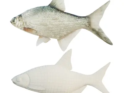 Abramis brama fish Low-poly 3D model