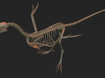 Archaeopteryx Skeleton 3D Low-poly 3D model