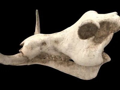 warthog skull 3D model