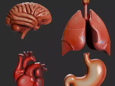 Human Internal Organs 3D model purchase