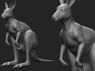 Kangaroo Female Topology UV Map Free 3D model