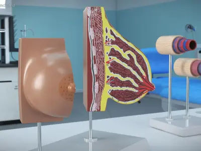 Dual Breast Structure Educational Display on Stand 3D model