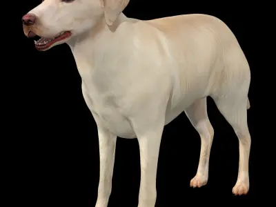 Labrador Retriever Dog 3D model purchase