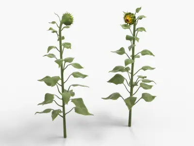 Young Sunflower Bud Bending Fur 3D model