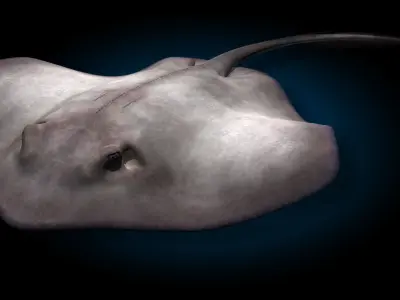 Stingray 3D model buy