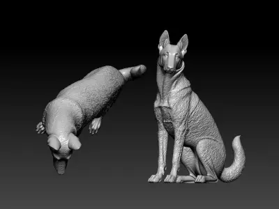 Malinois Sheepdog - Belgian Shepherd model - 3D print 3D print model