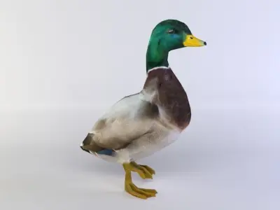 Duck 3D model Low-poly 3D model purchase