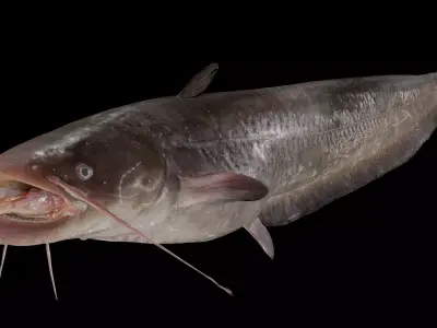 Fish Amur catfish Move 1 3D model