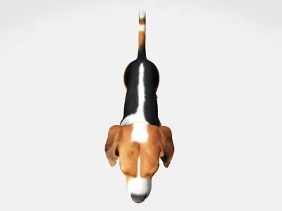 3d Model  Asian Young Cute Beagle Dog High Resolution 3D model