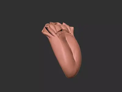 tongue human anatomy organ 3D print model