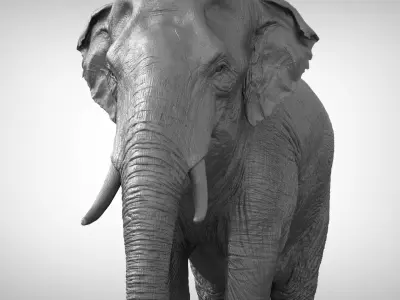 Asian Elephant 3D model purchase