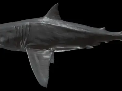 Great white Shark 3D model order