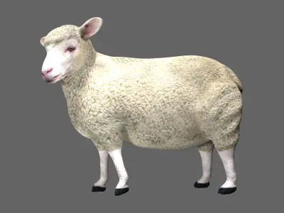 Sheep Low-poly 3D model