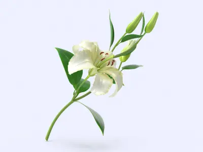  White Lily 