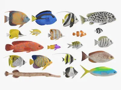 Tropical Fishes Collection 3D model