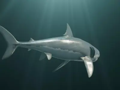 Great White Shark 3D model 9
