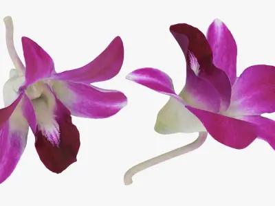 Flower - 3D Scanned Collection 3D model