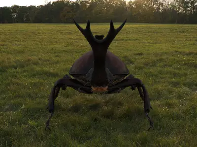 Rigged rhinoceros Beetle 3D model