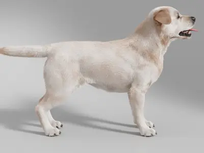  Dog Retriever No Rig 