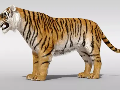 Tiger fur Rigged Low-poly 3D model
