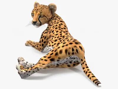 Cheetah Cub Lying Pose 3D model