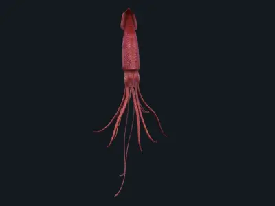 animated squid 3D model