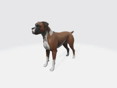 Boxer Blaze Low-poly 3D model