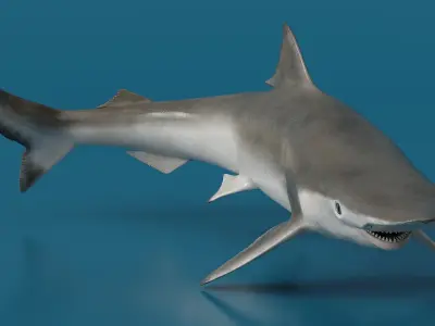Realistic Spadenose Shark Rigged for Maya 3D model