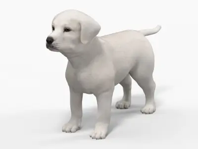  White Labrador Retriever Puppy 