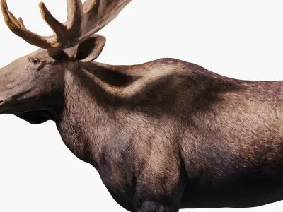Moose Textured VFX MUSCLE SIMULATION 3D model