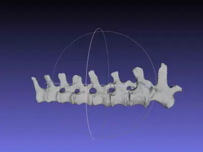 Psittacosaurus Medial Caudal Vertebrae Free 3D print model