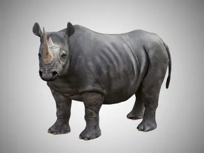 Rhino  Low Poly Rigged with high quality texture Low-poly 3D model
