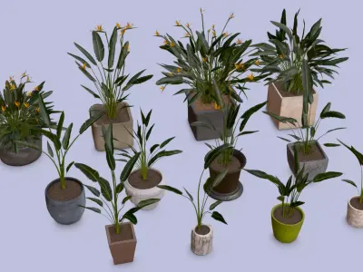 Flowers Bird of paradise in pots collection for archivis Low-poly 3D model