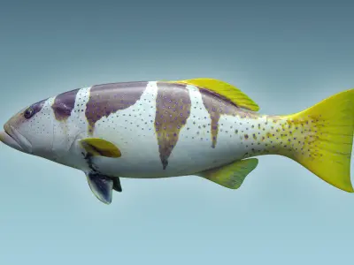 Plectropomus Laevis 3D model