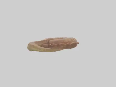 Crocodile Large Intestine Low-poly 3D model