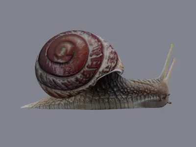 Snail 3D model get