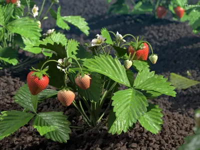 Garden Strawberry Plant Fruiting 3D model