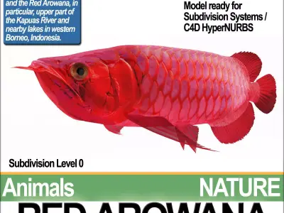 Red Arowana 3D model purchase