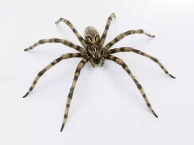 Fishing Spider Low-poly 3D model purchase
