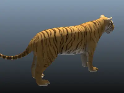 Tiger Low-poly 3D model get