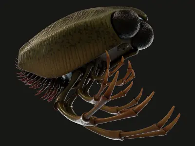 Thylacocephala 3D model
