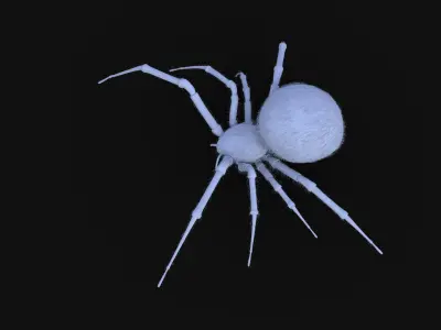 Black Widow rigged animated 3d spider 3D model