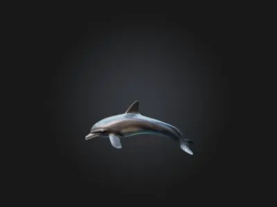 Realistic Dolphin Model Low-poly 3D model