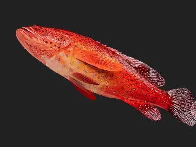 Grouper Low-poly 3D model purchase