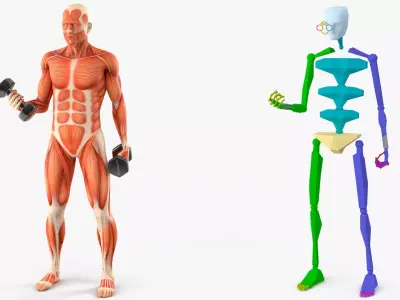 Anatomy Male Muscular System Biceps Curls Animated for Cinema 4D 3D model