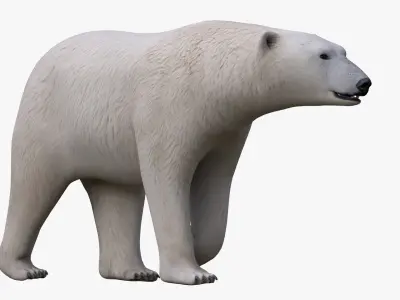 Polar Bear NO FUR 3D model