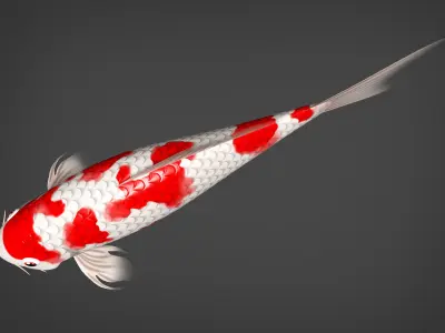 Kio fidh Low-poly 3D model